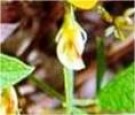 Live Plant Image