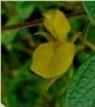 Live Plant Image