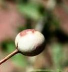 Live Plant Image