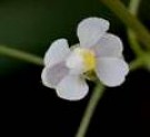 Live Plant Image