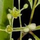 Live Plant Image