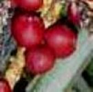 Live Plant Image