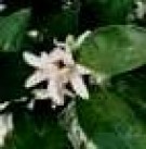 Live Plant Image