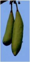Live Plant Image