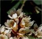 Live Plant Image