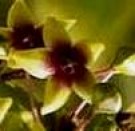 Live Plant Image