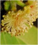 Live Plant Image