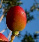 Live Plant Image