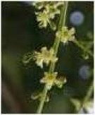 Live Plant Image
