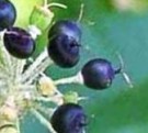 Live Plant Image