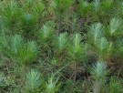 Live Plant Image