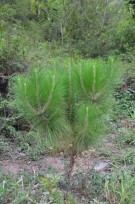 Live Plant Image