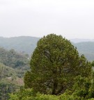 Live Plant Image
