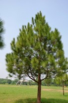 Live Plant Image