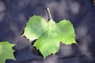 Live Plant Image