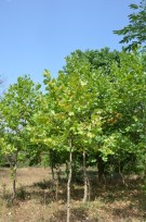 Live Plant Image