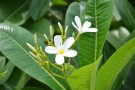 Live Plant Image
