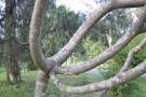 Live Plant Image