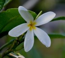 Live Plant Image