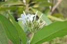 Live Plant Image