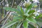 Live Plant Image