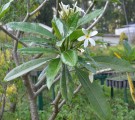 Live Plant Image