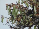 Live Plant Image
