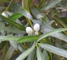 Live Plant Image