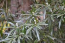 Live Plant Image