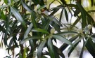Live Plant Image