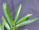 Live Plant Image