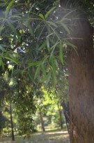 Live Plant Image