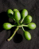 Live Plant Image