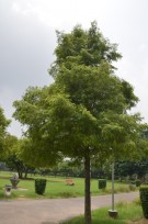 Live Plant Image