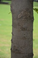 Live Plant Image