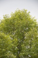 Live Plant Image