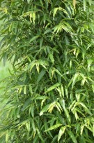 Live Plant Image