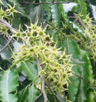 Live Plant Image