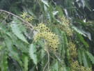 Live Plant Image