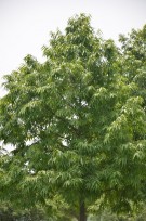 Live Plant Image