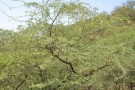 Live Plant Image
