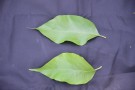 Live Plant Image
