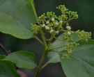 Live Plant Image