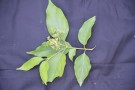 Live Plant Image