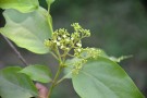 Live Plant Image