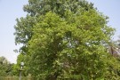Live Plant Image
