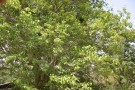 Live Plant Image