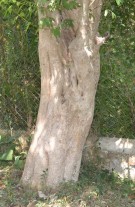 Live Plant Image