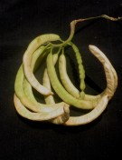 Live Plant Image