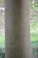 Live Plant Image